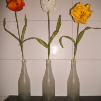 Seidenblume, Tulpe weiss, gelb, orange, rot