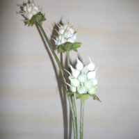 Papierblume Allium, weiss