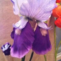 Seidenblume Iris, violett