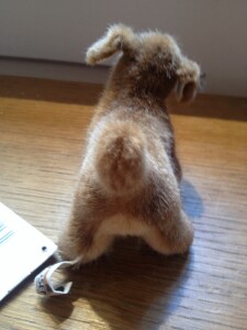Minitier Hund hinten